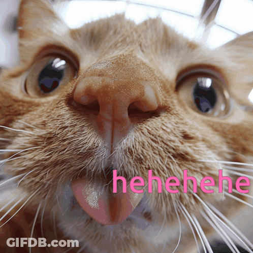 Cat Face With Hehehehe In Pink GIF