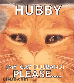 Cat Face With Hubby Please GIF
