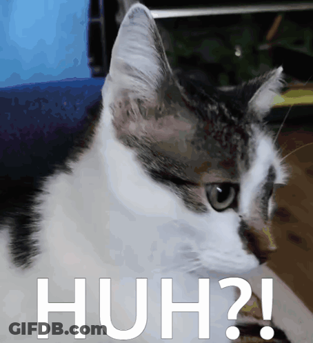 Cat Face With Huh GIF