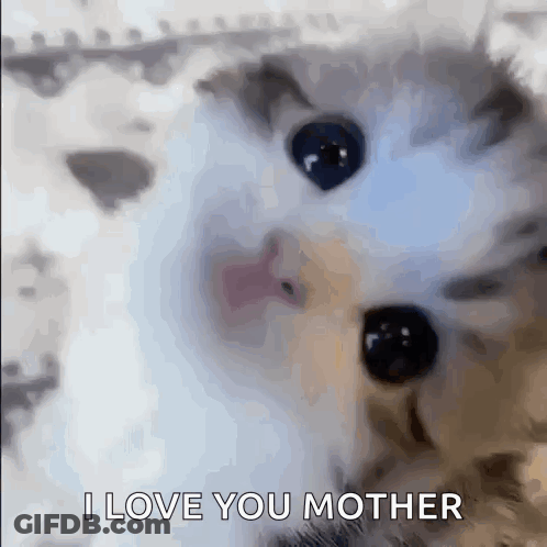 Cat Face With I Love You Mother GIF