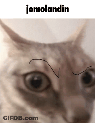 Cat Face With Jomolandin GIF