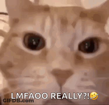 Cat Face With Lmfaoo Really GIF