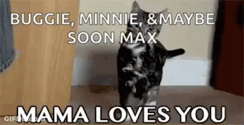 Cat Face With Mom Comes In Room GIF