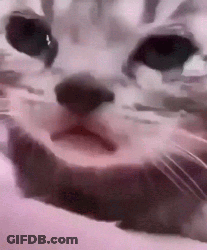 Cat Face With Mouth Open GIF