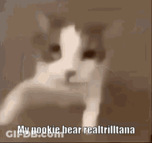 Cat Face With My Pookie Bear Text GIF