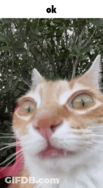 Cat Face With Ok GIF