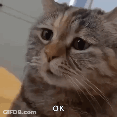 Cat Face With Ok GIF