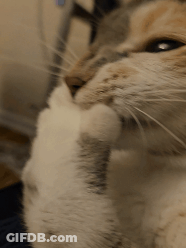Cat Face With Paw On Chin GIF