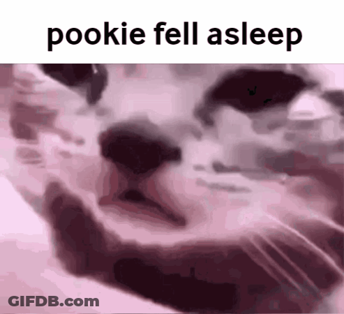Cat Face With Pookie Fell Asleep GIF