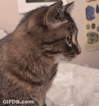 Cat Face With Poster Saying F GIF