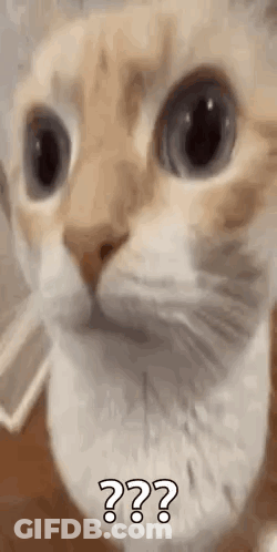 Cat Face With Question Mark GIF