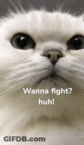 Cat Face With Wanna Fight Huh GIF
