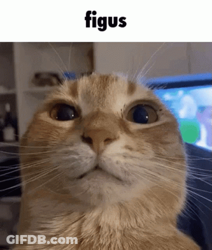 Cat Face With Word Figus Above GIF