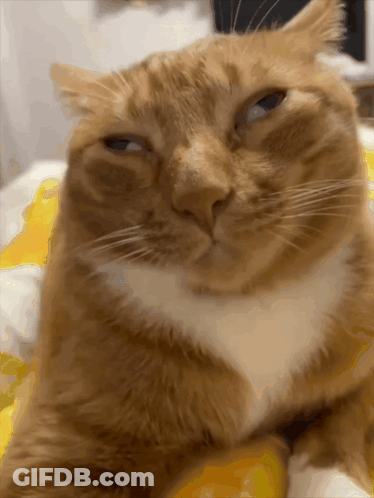Cat Face With Yellow Blanket GIF