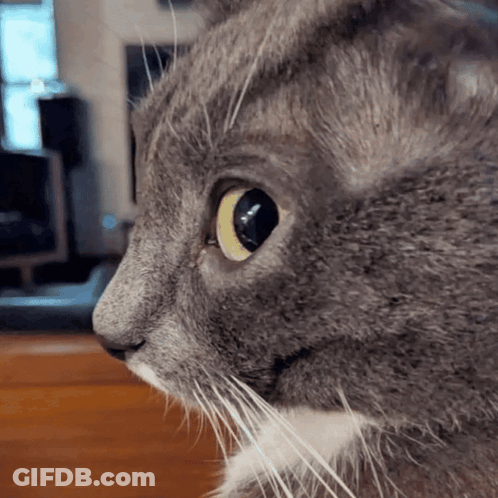 Cat Face With Yellow Eye And White Whiskers GIF