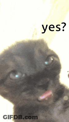 Cat Face With Yes GIF