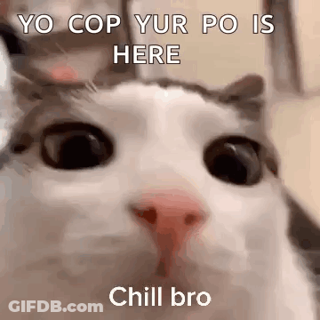 Cat Face With Yo Cop Yur Po Is Here GIF