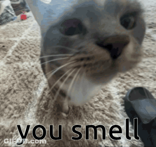 Cat Face With You Smell GIF