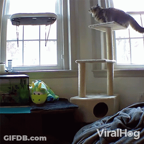 Cat Fail Jump GIF