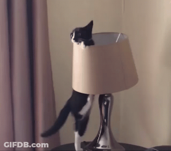 Cat Fail To Climb On The Lampshade GIF