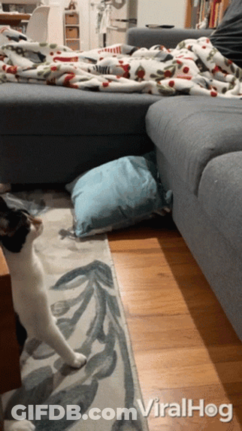 Cat Fail To Climb On The Sofa GIF