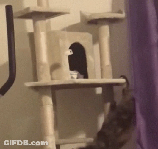 Cat Fail To Climb GIF
