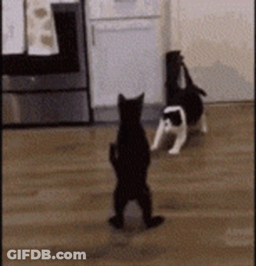 Cat Fail To Fight Back GIF