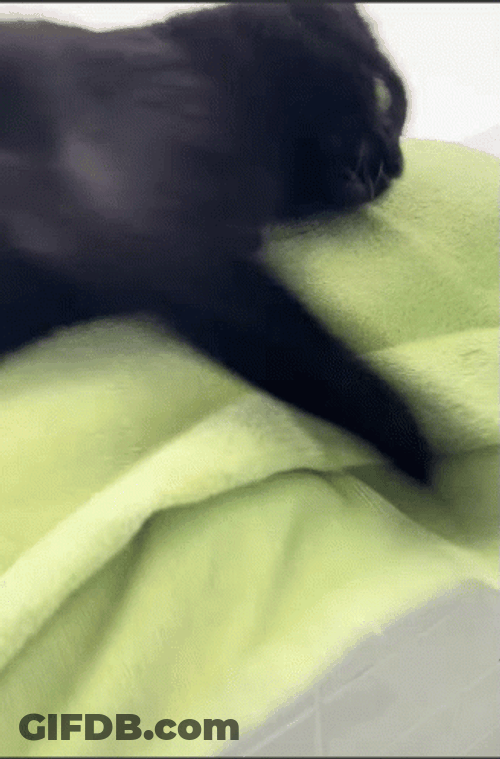 Cat Fail To Hold GIF