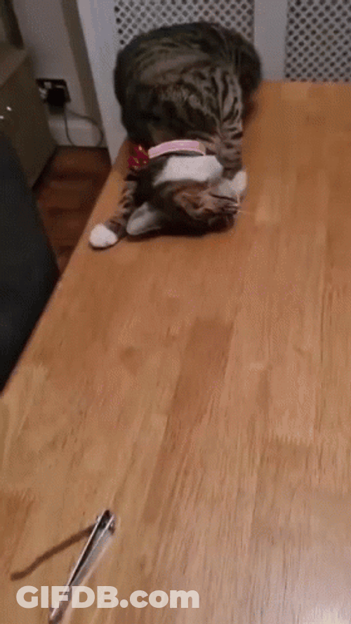 Cat Fail To Hold On GIF