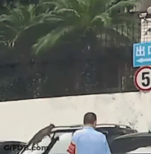 Cat Fail To Jump On The Car GIF