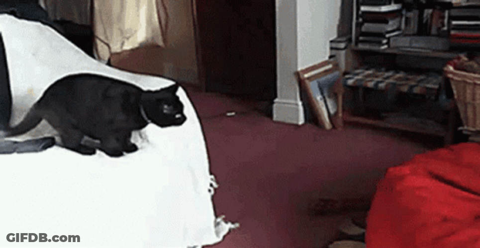 Cat Fail To Jump On The Couch GIF