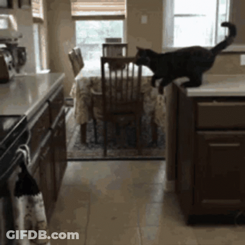 Cat Fail To Jump Over GIF