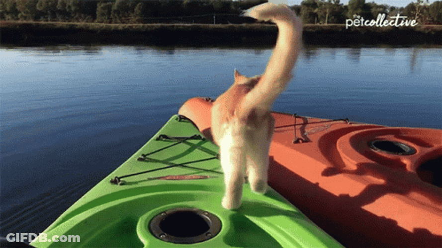 Cat Fail To Jump To Another Boat GIF