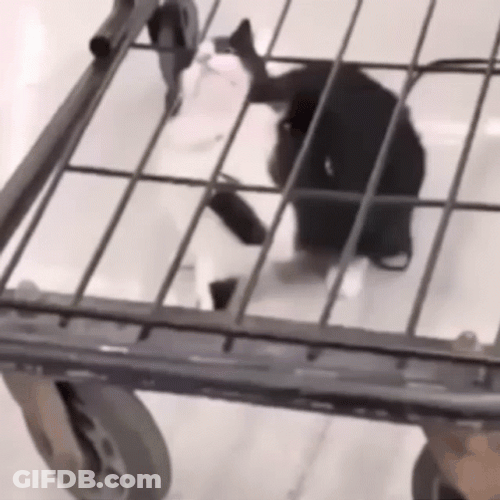 Cat Fail To Remove His Head GIF