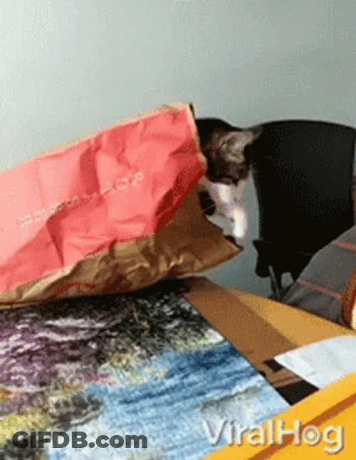 Cat Fail To Step Away GIF