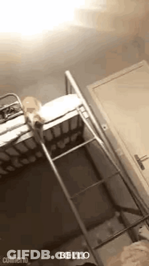 Cat Fall Out Of Bed GIF