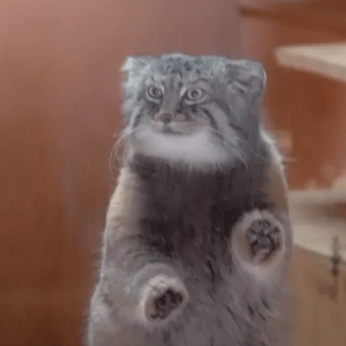 Cat Fast Paw Scratch GIF