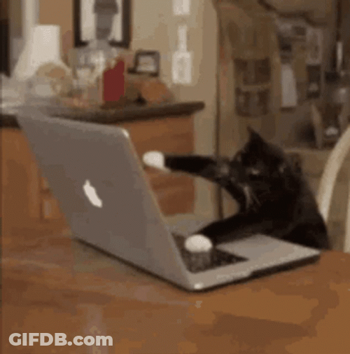 Cat Fast Typing Laptop GIF