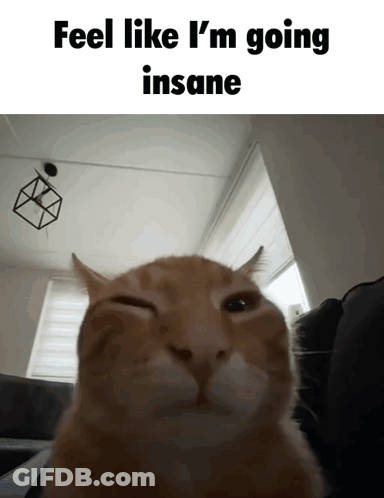 Cat Feel Like I'm Going Insane GIF