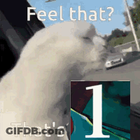 Cat Feel That That's 1 GIF