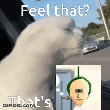 Cat Feel That That's That's GIF