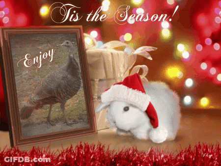 Cat Feel That That's Wednesday GIF