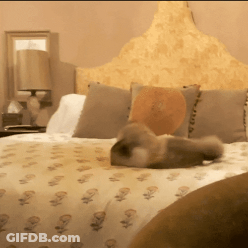 Cat Fight In Bed GIF