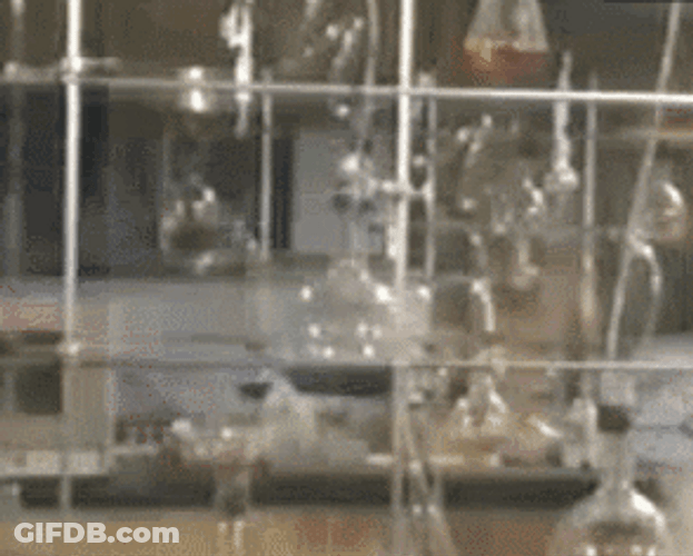 Cat Fight In Kitchen GIF