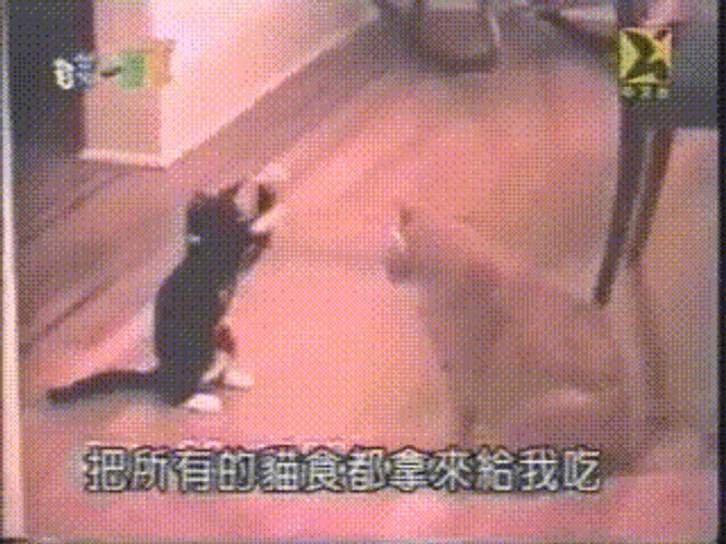 Cat Fight On Demand GIF