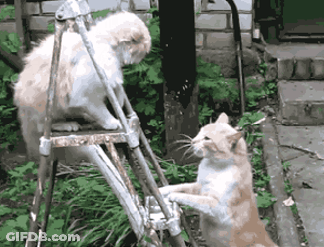 Cat Fight On Ladder GIF