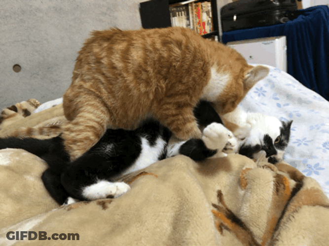 Cat Fight To Bite GIF