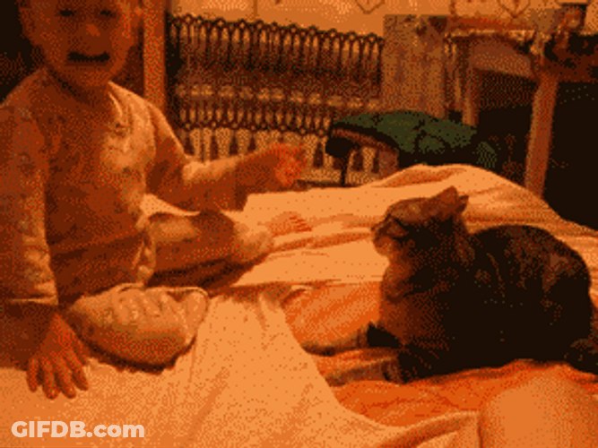 Cat Fight With A Baby GIF