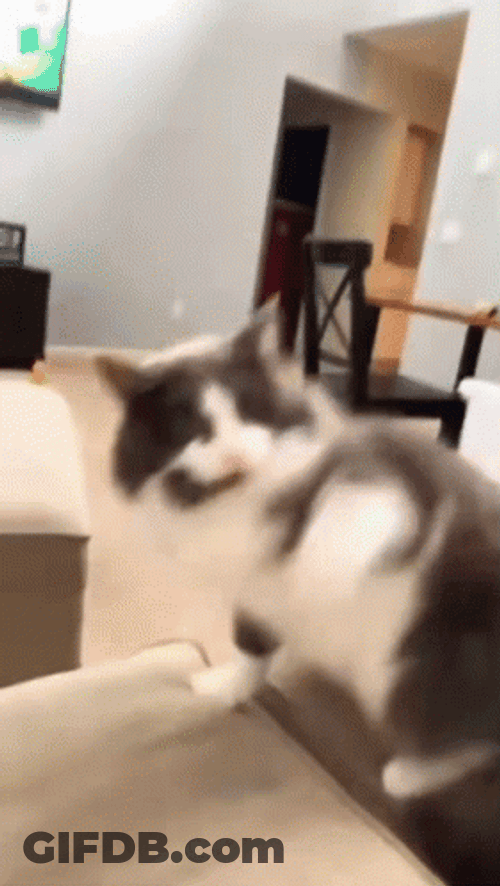 Cat Fight With Human GIF
