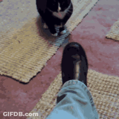Cat Fight With Shoe GIF